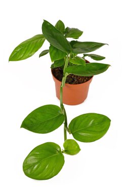 Makrame, düğüm teknikleri kullanılarak üretilen bir tekstil.