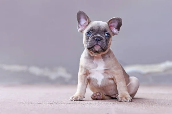 Liebenswerter Lila Fawnfarbener Französischer Bulldoggen Welpe Mit Blauen Augen Vor — Stockfoto