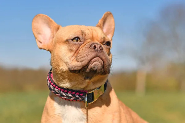 Porträtt Röd Fransk Bulldogg Som Var Handgjord Paracord Sträng Krage — Stockfoto