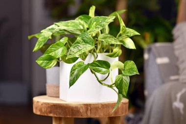 Tropikal 'Epipremnum Aureum Mermer Kraliçesi' pothos çiçeğinin beyaz çeşitliliğiyle ahşap masa üzerinde çiçek saksısı