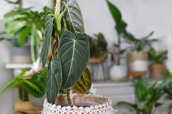Tropikal 'Philodendron Melanochrysum' ev bitkisinin yapraklarını kapatın.