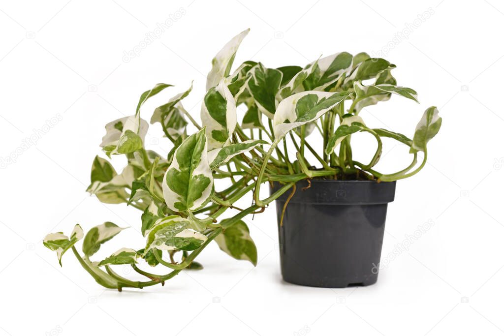 Exotic 'Epipremnum Aureum N'Joy' pothos houseplant with white and green variegated leaves in flower pot isolated on white background