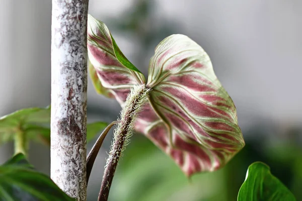 Sluiten Van Harige Bladsteel Van Tropische Philodendron Verrucosum Kamerplant — Stockfoto