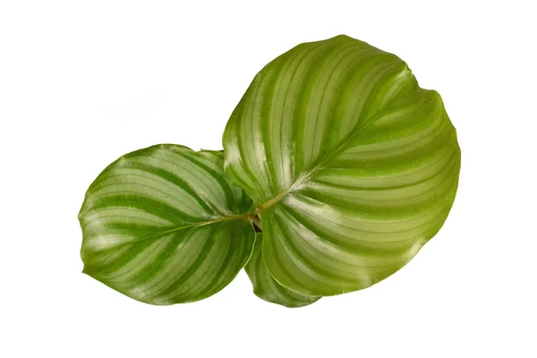 白い背景に縞が孤立した大きな丸い葉を持つ小さなエキゾチックな カラセア オルビフォリア の観葉植物のトップビュー — ストック写真