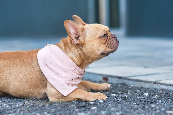 Side view of red French Bulldog dog wearing a pink bandanna around neck