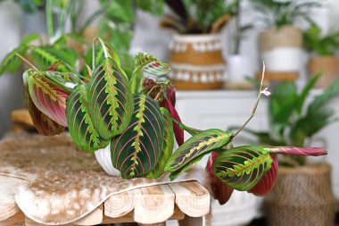 Tropical 'Maranta Leuconeura Fascinator' houseplant with leaves with exotic red stripe pattern on bench clipart