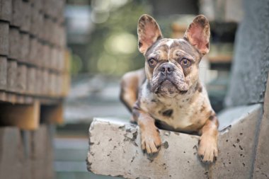 Güzel renkli Fransız Bulldog 'u Büyük sarı gözlü