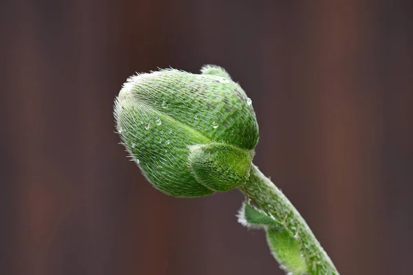 Zamknięte Papaver Kwiat Pąk Przed Ciemnym Tle — Zdjęcie stockowe