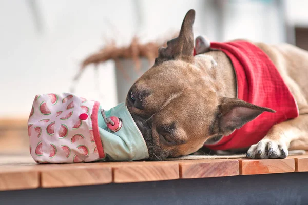 Hungry French Bulldog dog eating treats out of homemade treat bag