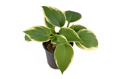 Asian Hosta plant with green leaves and with white edges in black plastic flower pot isolated on white background clipart