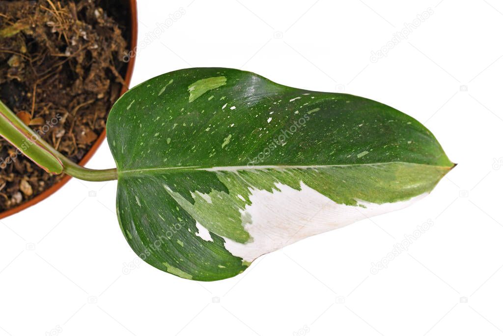 Leaf of rare tropical 'Philodendron White Princess' houseplant with white variegation with spots isolated on white background