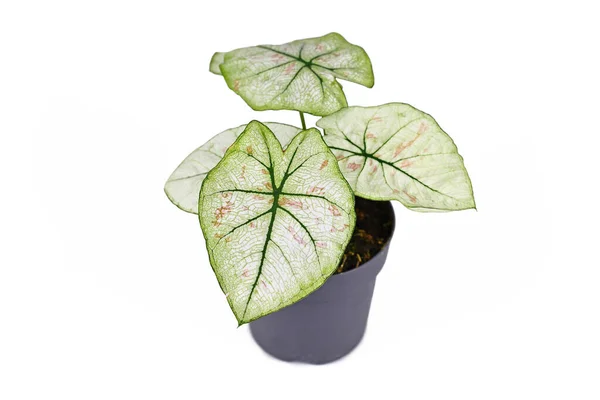 Small Caladium Bicolor Strawberry Star Houseplant White Leaves Green Veins — Stockfoto