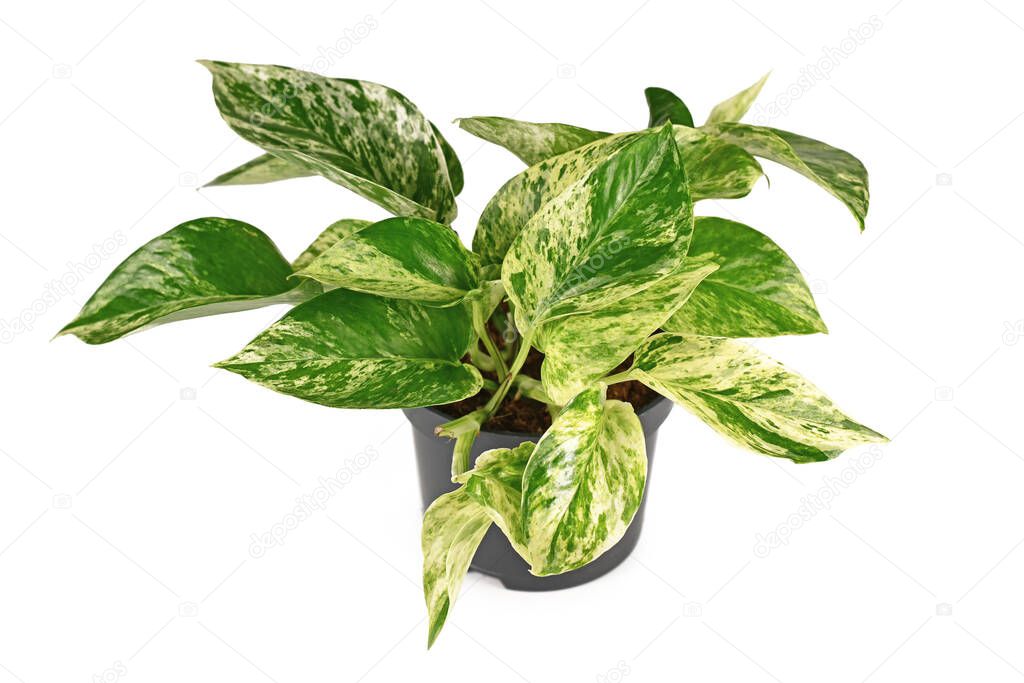 Tropical 'Epipremnum Aureum Marble Queen' houseplant in flower pot isolated on white background