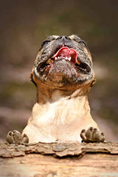 Funny French Bulldog Dog Looking Fallen Tree Trunk — Stock Photo, Image