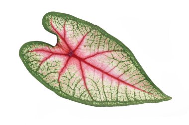 Beyaz arka planda pembe ve yeşil damarlı güzel Caladium Beyaz Kraliçe yaprağı.
