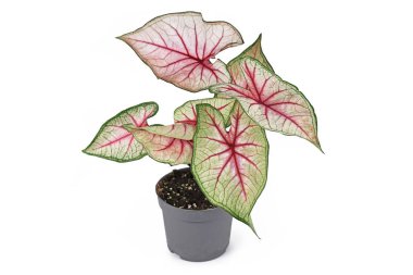 Beyaz arka planda beyaz yapraklı ve pembe damarlı güzel Caladium White Queen bitkisi.