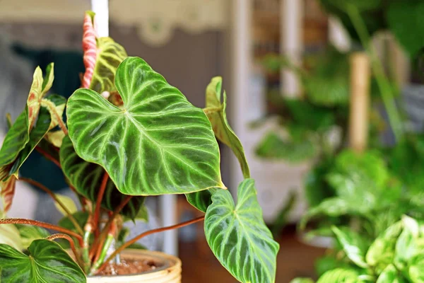 Nahaufnahme Einer Exotischen Zimmerpflanze Philodendron Verrucosum Mit Dunkelgrünen Samtigen Blättern — Stockfoto