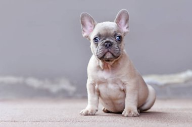 Small lilac fawn colored French Bulldog dog puppy with large funny blue eyes sitting in front of gray wall with copy space clipart