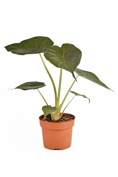 Květináč Tropické Alocasia Wentii Pokojová Rostlina Tmavě Zelenými Listy Izolované — Stock fotografie