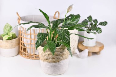 Egzotik 'Spatthiphyllum Diamond Variegata' ev dekorasyonunun önünde sepet çiçek saksısında beyaz lekeli ev bitkisi