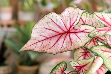 'Caladium White Queen' ev bitkisinin egzotik yaprağını kapatın. Arkaplanda pembe ve yeşil damarlar ve daha fazla bitki olsun.