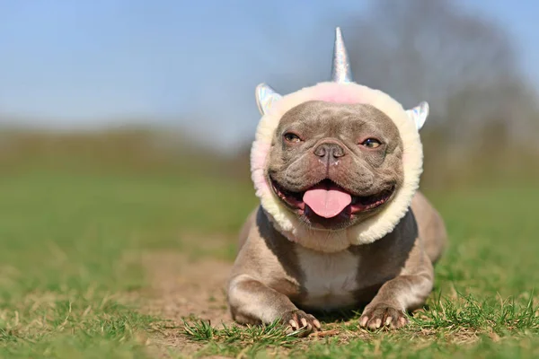 Funny Lilac French Bulldog Dog Fluffy Unicorn Headband Tongue Sticking — Stock Photo, Image