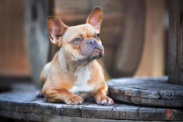 Hermoso Perro Bulldog Francés Cervatillo Rojo Acostado Entre Tambores Cable — Foto de Stock