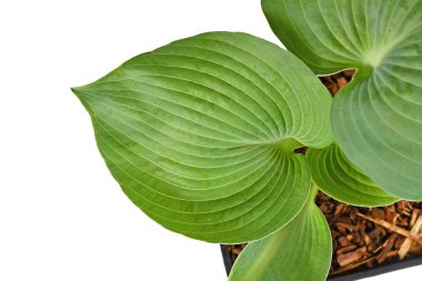 Beyaz arka planda izole edilmiş 'Hosta Abiqua İçme Kabağı' bitkisinin yuvarlak yaprağı