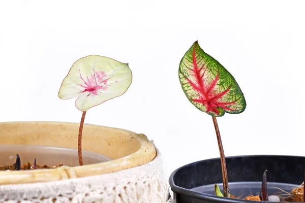 Growing Colorful Tropical Caladium Plants Bulbs Flower Pots — Stock Photo, Image