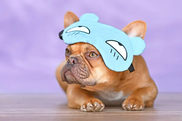 French Bulldog dog wearing funny sleeping mask with grumpy bear hat on head