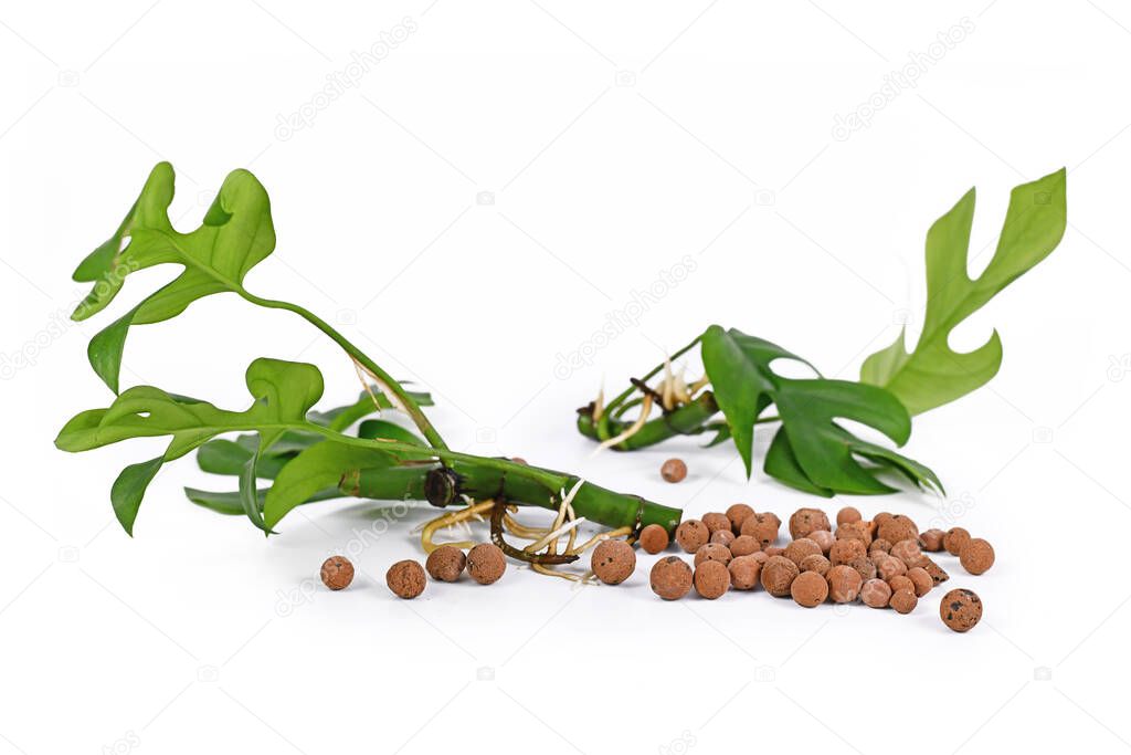 Houseplant cuttings with roots and leca clay balls used for hydroponic watering system on white background