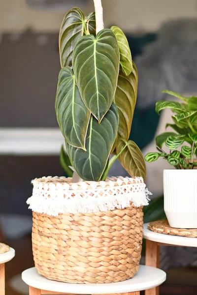 Tropické Philodendron Melanochrysum Pokojová Rostlina Dlouhými Sametovými Listy Koši Květináč — Stock fotografie