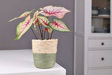Beyaz yapraklı ve gri duvarın önündeki masada pembe damarlı egzotik Caladium White Queen bitkisi.