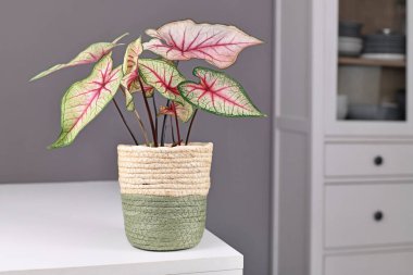 Exotic 'Caladium White Queen' plant with white leaves and pink veins in pot on table in front of gray wall clipart