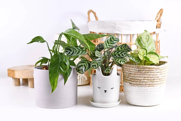 Tumbuhan Rumah Tangga Tropis Kecil Dalam Pot Bunga Rak Putih — Stok Foto
