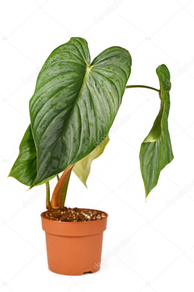 Tropical 'Philodendron Peltatum' houseplant with silver pattern on leaves in flower pot isolated on white background