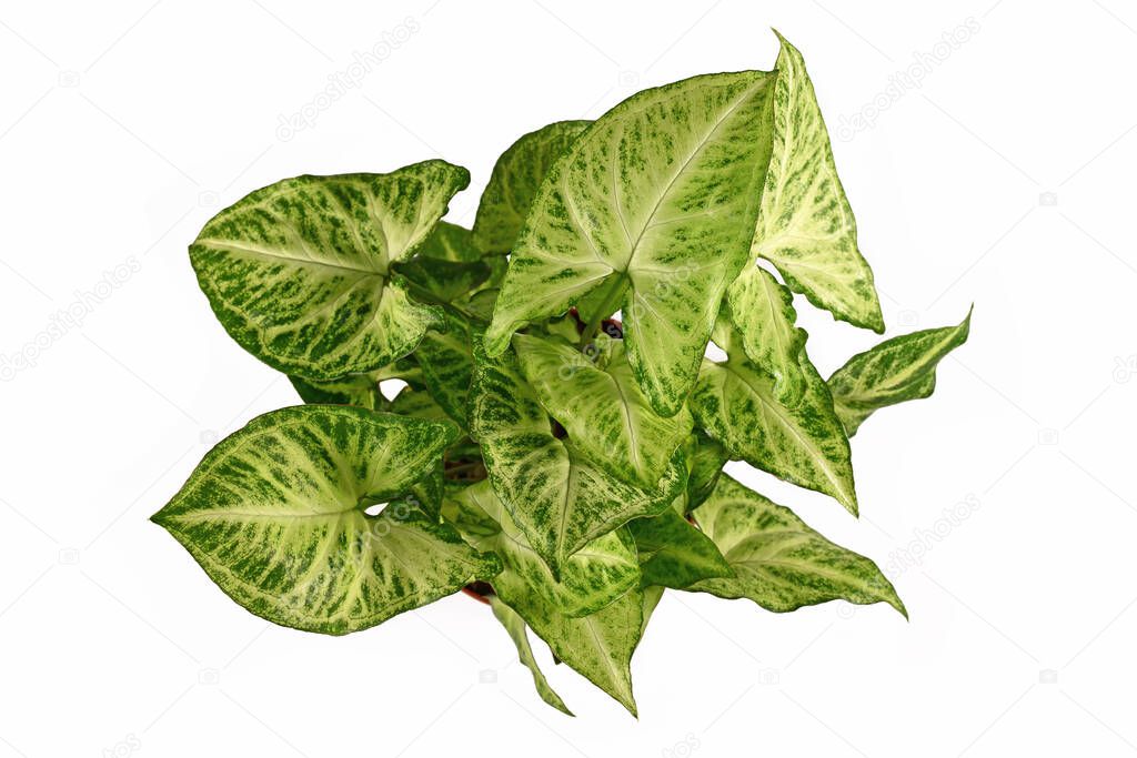 Top view of tropical 'Syngonium Podophyllum Arrow' houseplant isolated on white background