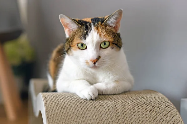 Calico Cat with green eyes lying on cardboard scratch board