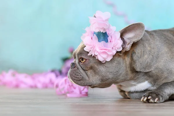 Birthday party dog. Side view of lilac French Bulldog with part hat lying down in front of blue background with paper streamers and flowers and copy space