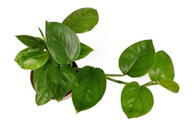 Çiçek saksısındaki tropikal 'Monstera Friedrichsthalii' bitkisinin beyaz arka planda izole edilmiş hali