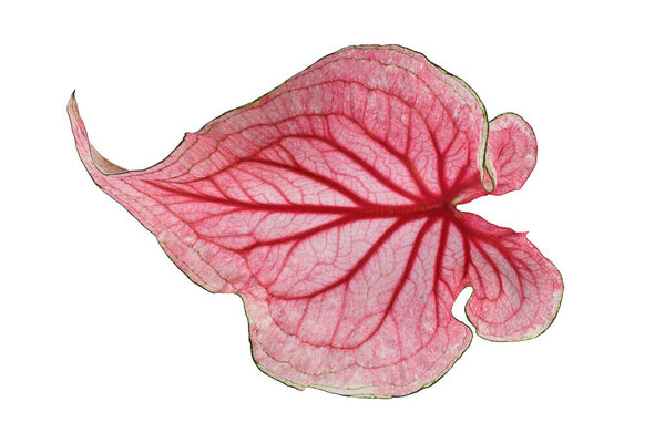 Single leaf of tropical pink 'Caladium Florida Sweetheart' plant isolated on white background