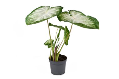 Beyaz arka planda beyaz ve yeşil yapraklı egzotik Caladium Aaron bitkisi.