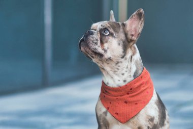 Merle renkli buldog fotokopi alanı olan kırmızı bir atkı giyiyor.