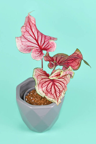Pink exotic 'Caladium Florida Sweetheart' plant in gray flower pot on blue background