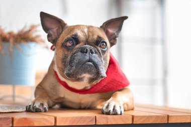 Sivri kulaklı, kırmızı bir atkı takan meraklı bir Fransız Bulldog köpeği.