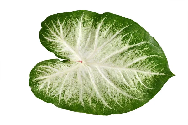 Folha Única Planta Exótica Caladium Aaron Com Cores Brancas Verdes — Fotografia de Stock