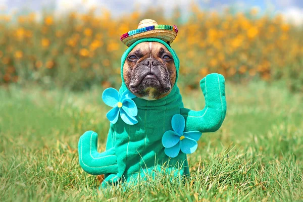 Funny dog costume. French Bulldog dressed up with cactus plant Halloween costume with fake arms, flower and straw hat