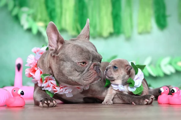 Cachorro Cão Bulldog Francês Mãe Com Guirlandas Flores Tropicais Flamingos — Fotografia de Stock