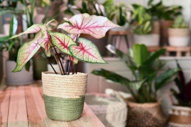 'Caladium White Queen' bitkisi, beyaz yapraklar ve sepetteki pembe damarlarla diğer bulanık arka plandaki bitkilerin önünde ahşap masaya kondu.