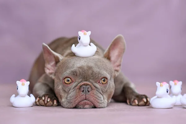 Funny French Bulldog Dog Unicorn Rubber Duck Head — Stock Photo, Image